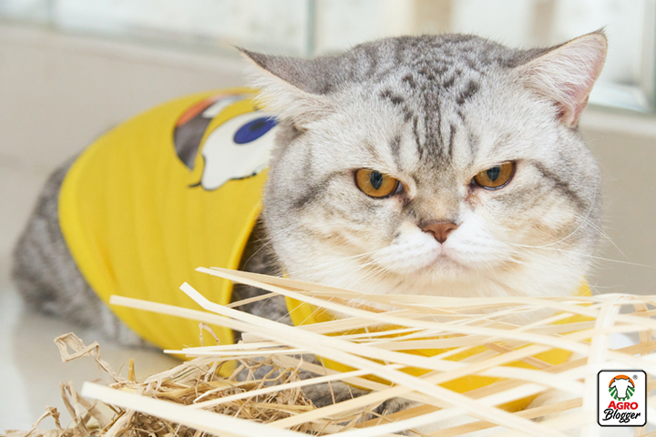 10 Cosas que Odian los Gatos: Evita estos Errores Comunes