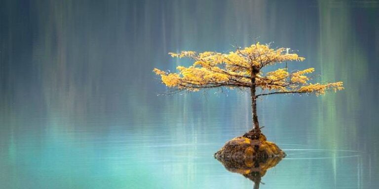 Solace and Strength: 54 Inspiring Counseling Quotes