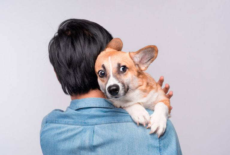 A los perros no les gustan los abrazos según investigaciones