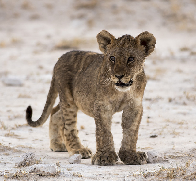 Animales bonitos: Por qué preferimos a los más bellos