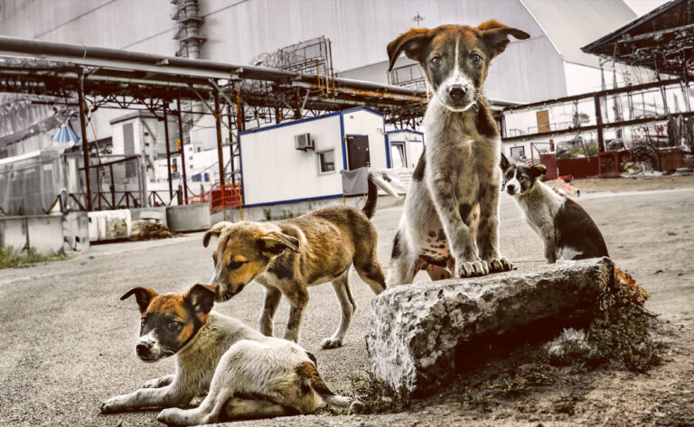 Animales Chernóbil: La historia de los perros supervivientes