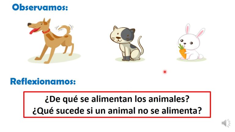 Animales que comer: Lo que ignoran sobre comer animales