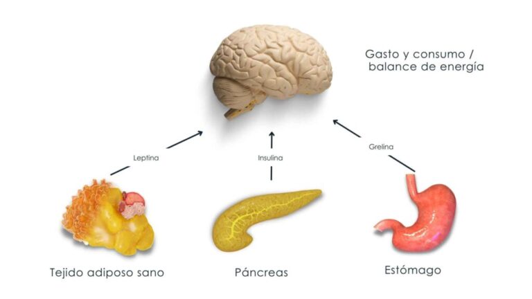 Apetito: La Influencia de la Hormona del Apetito en tu Salud