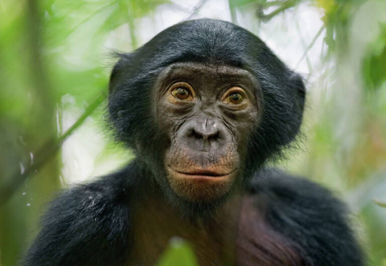 Bonobo Apes: La Especie Más Pacífica y Social del Planeta
