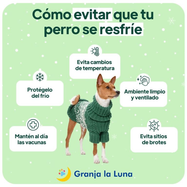 Can los perros contraer influenza A de los humanos