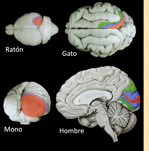 Cerebro de gato: Cómo se ve el mundo desde su perspectiva