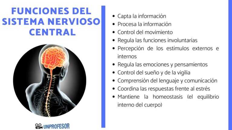 Cómo emite y recibe señales el cuerpo humano de manera efectiva