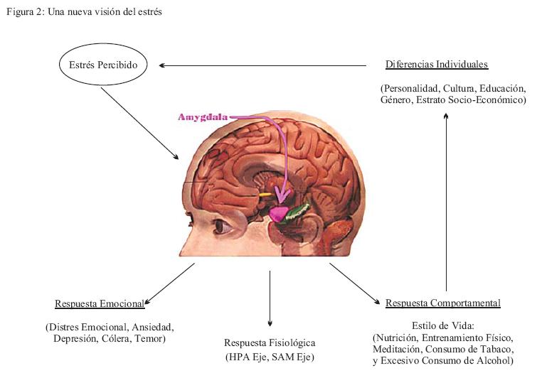 Cómo es un cerebro con ansiedad: Biología y sus efectos