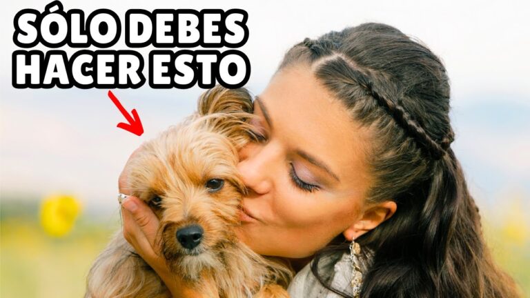 ¿Cómo hacer felices a los perros? Descubre sus Secretos de Alegría