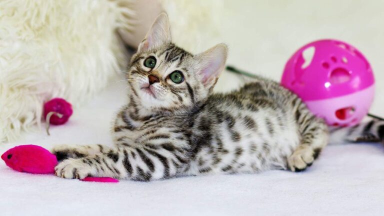 Cómo hacer más feliz a tu gato: 25 consejos sencillos y divertidos