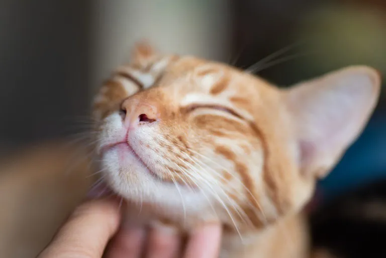 Cómo lograr que tu gato sea feliz: 25 sencillos consejos