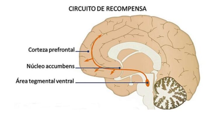 Cómo moldea la adicción el cerebro y el comportamiento