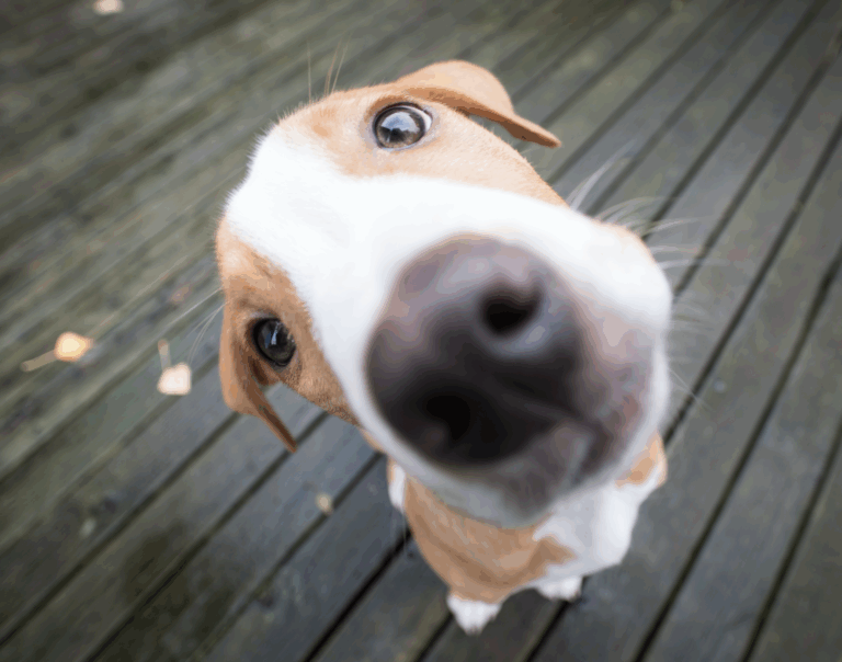 Cómo perciben los perros a los humanos Datos fascinantes