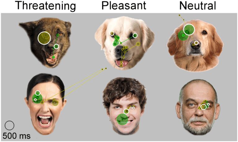 Cómo perciben los perros los rostros humanos y sus emociones