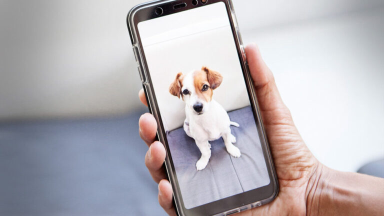 Cómo pueden las fotos de perritos mejorar tu salud mental