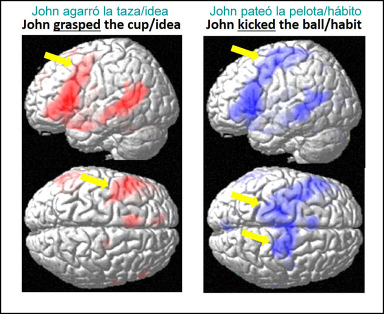 Cómo se forman las narrativas en nuestro cerebro
