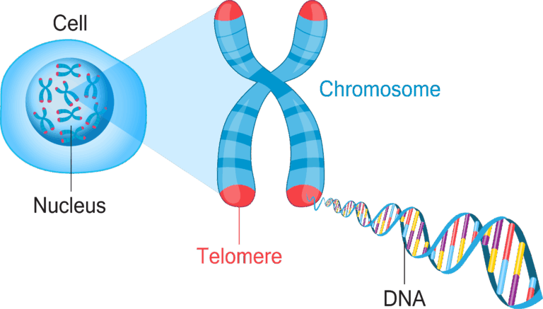 Cromosomas XY: Comprendiendo el Cromosoma X y el Cromosoma Y