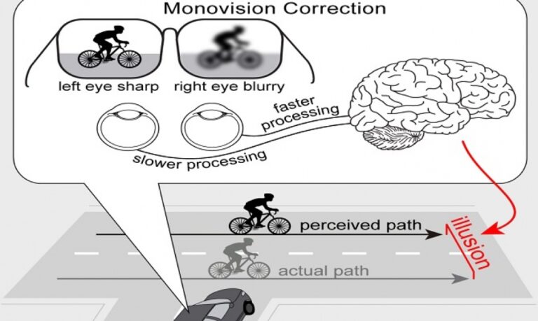 ¿Cuál es el impacto de los primados en movimientos visuales?