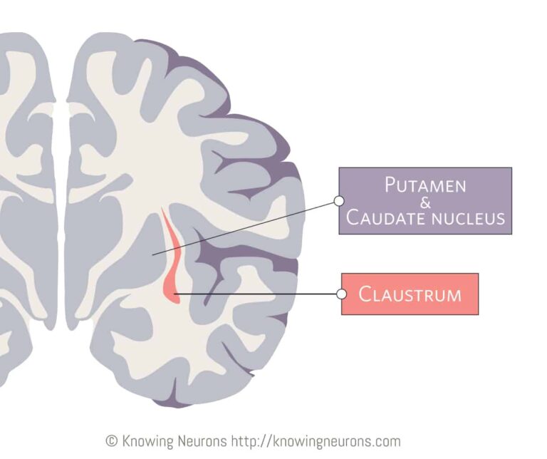¿Cuál es la función del claustro cerebral en el cerebro?