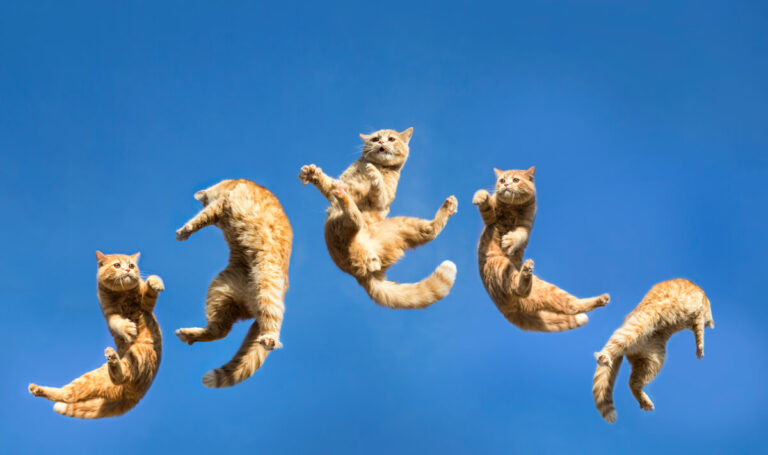 Cuáles son los poderes y habilidades especiales de los gatos