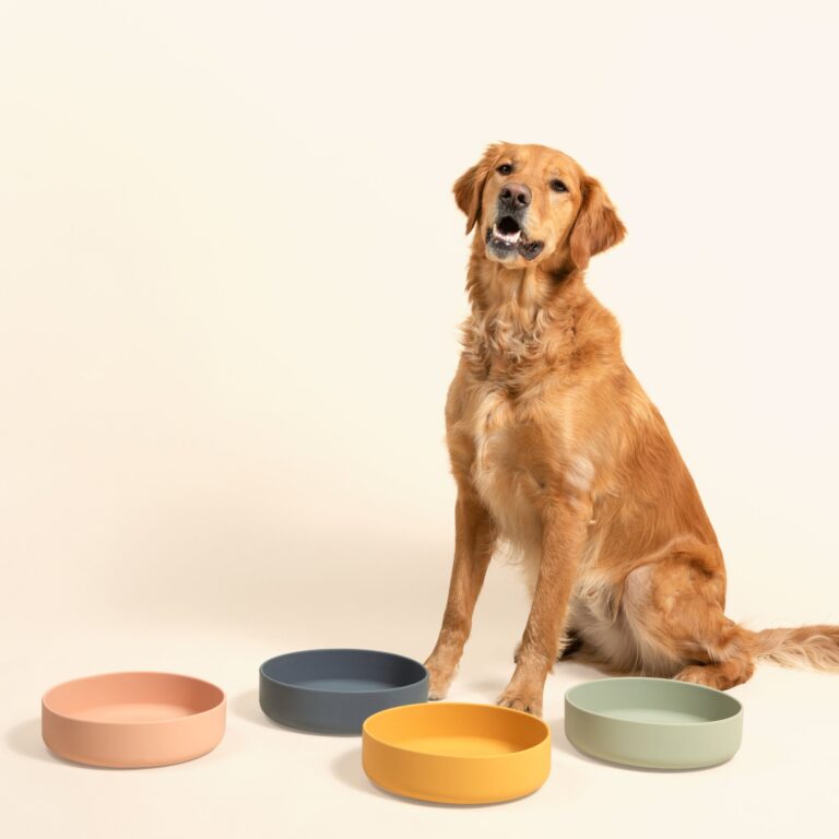 Cuenco para perros y agua: ¡descubre lo que se esconde dentro!