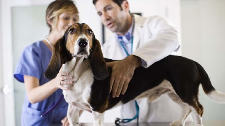 Cuidador de perros: Cómo manejar la carga de cuidar mascotas