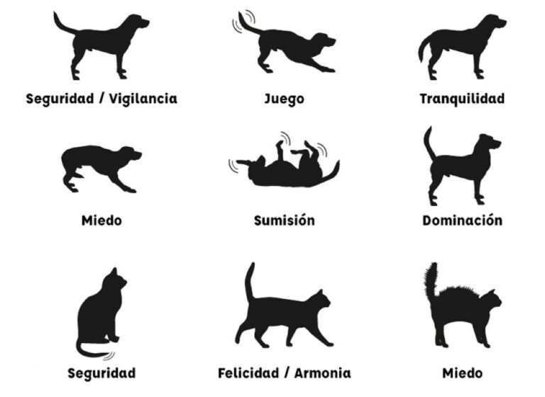 De qué manera comprendemos el estado anímico de los animales.