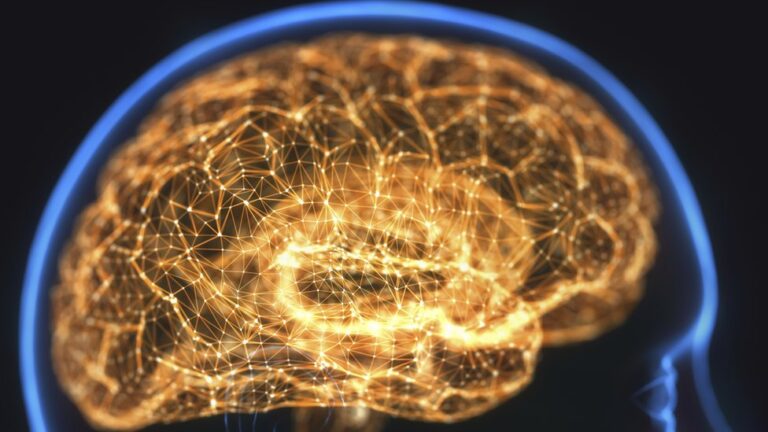 De qué trata la complejidad y estructura del cerebro
