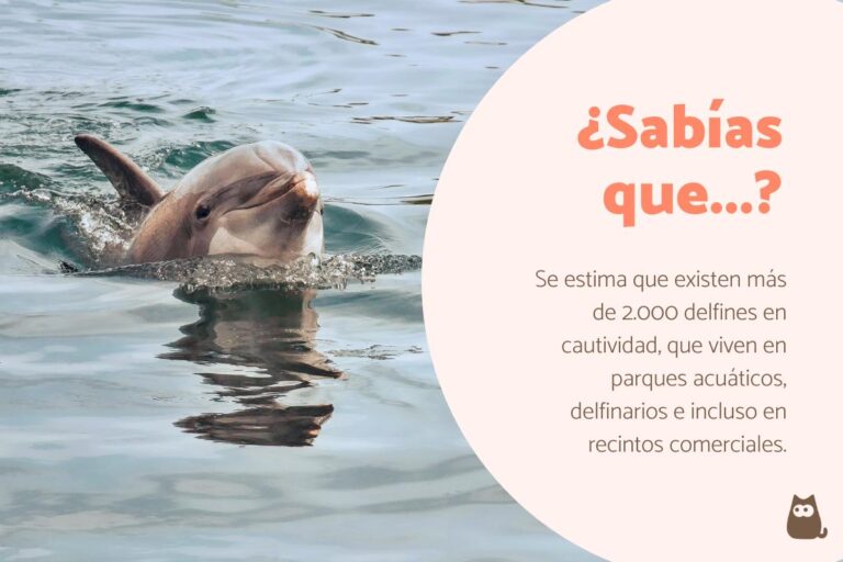 Delfines: El propósito del juego en machos y su significado