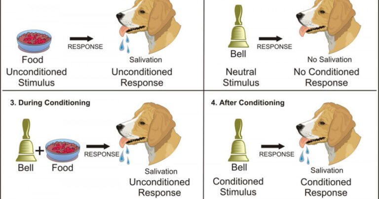 El perro de Pavlov: Nos estamos convirtiendo en sus semejantes