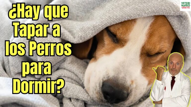 Es un ‘Bad Dog’ realmente un ‘Bad Dog’ Descubre la verdad