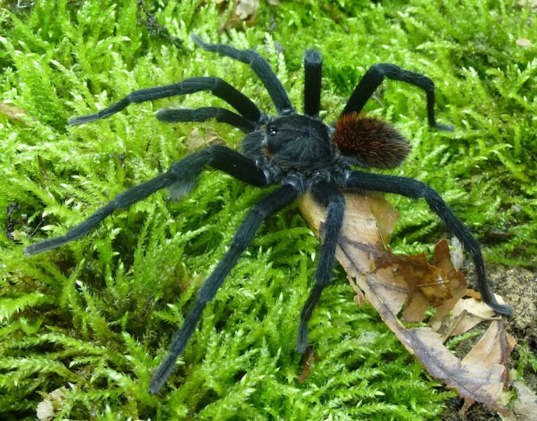 Fobias a los bichos: Por qué sentimos miedo a los insectos