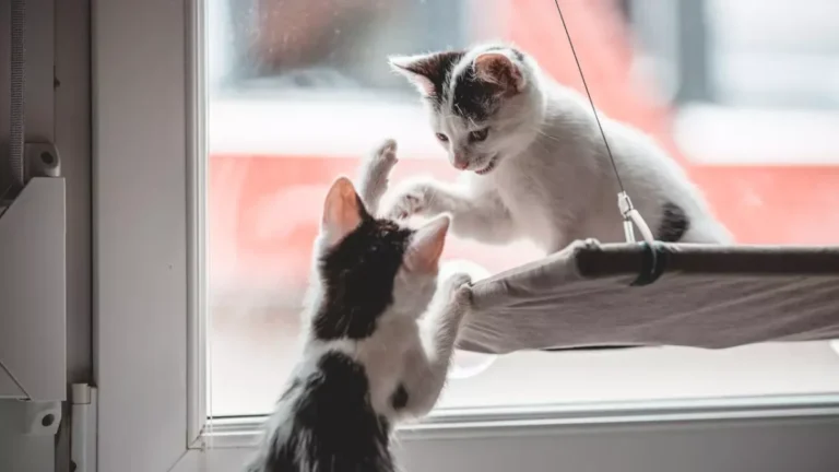 Gatos jugando o peleando: cómo distinguir su comportamiento