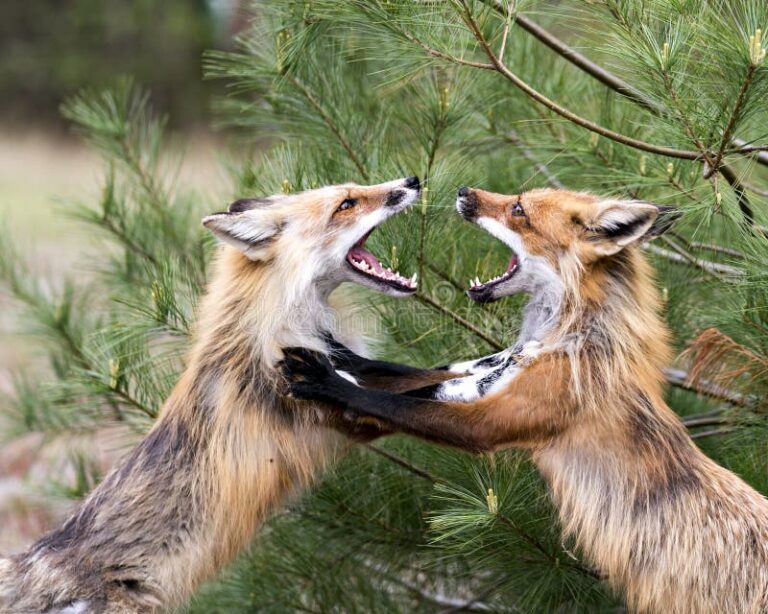 Juego de Zorros: Explorando el Comportamiento de los Zorros Rojos