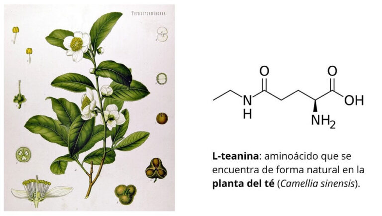 L-Teanina: Propiedades, beneficios y todo lo que debes saber
