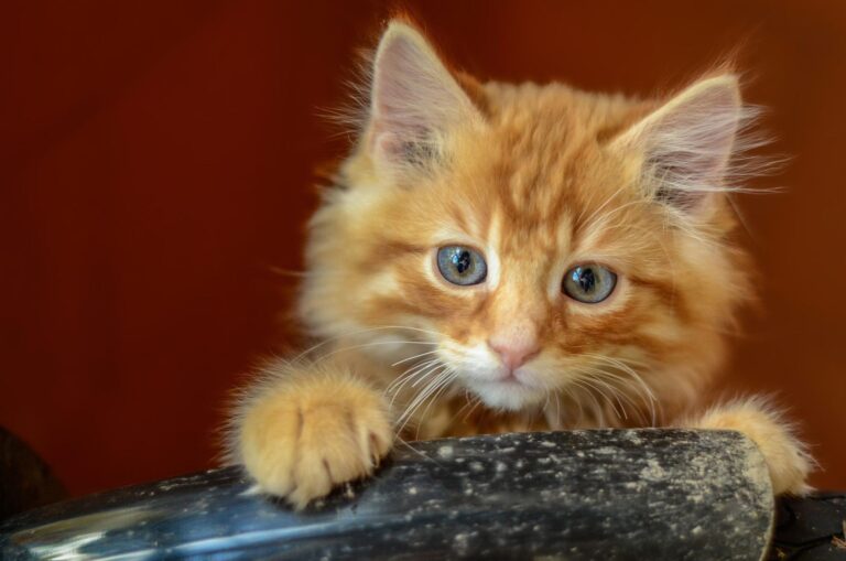 La ciencia explica por qué los gatos naranjas son especiales