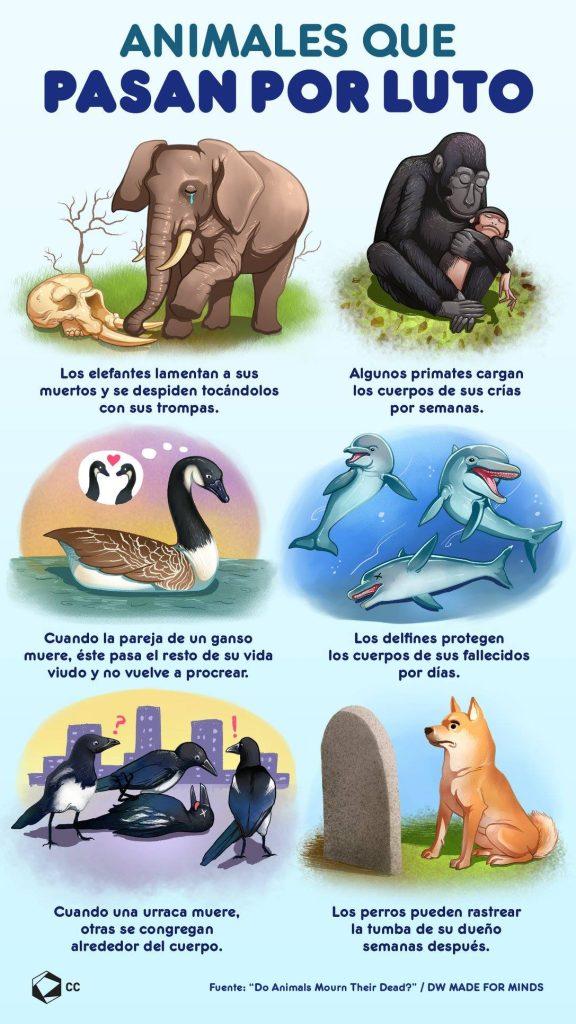 Los animales tienen conciencia: Cómo podemos estudiarla