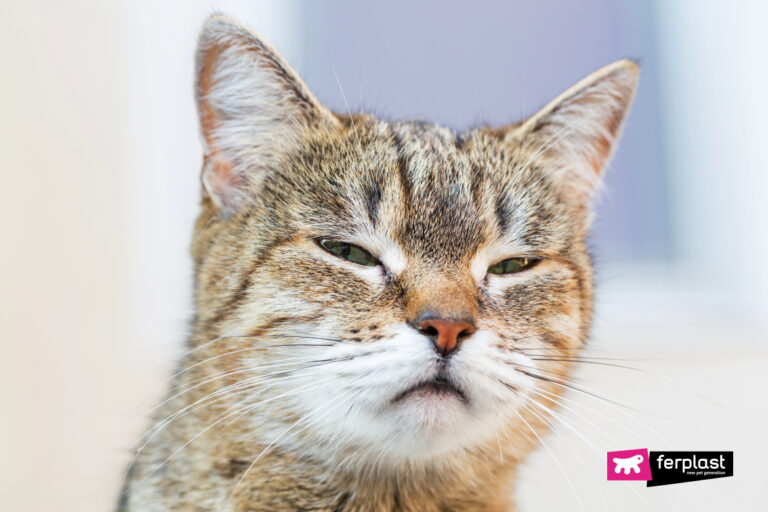 Los gatos son celosos: Qué provoca los celos en un gato