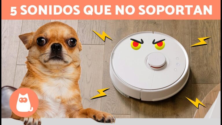 Los perros realmente odian los ruidos fuertes y por qué