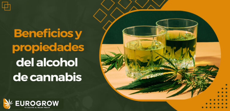 Marihuana o alcohol: ¿Cuál es más seguro para tu salud?