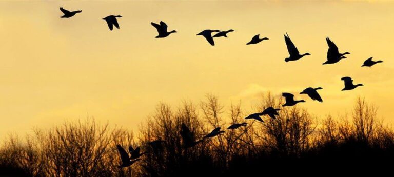Pájaros en bandada: descubra por qué se unen en grupos