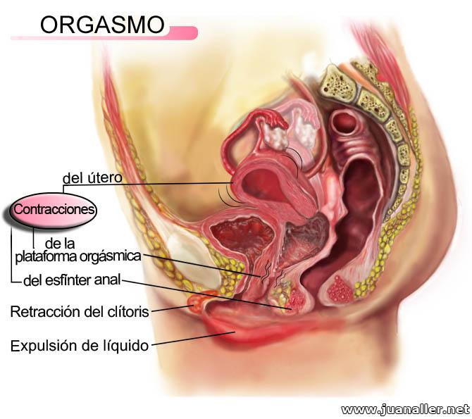 Penetraciones de cerca: Cuánto dura el orgasmo femenino