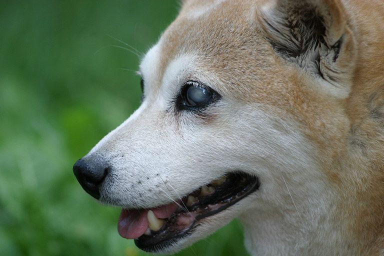 Perros ciegos: Cómo pueden jugar y caminar con confianza