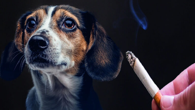 Perros fumando cigarrillos: Mayor Riesgo de Cáncer en Mascotas