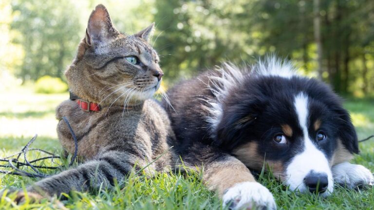 Perros vs Gatos: Qué entienden los perros que los gatos no