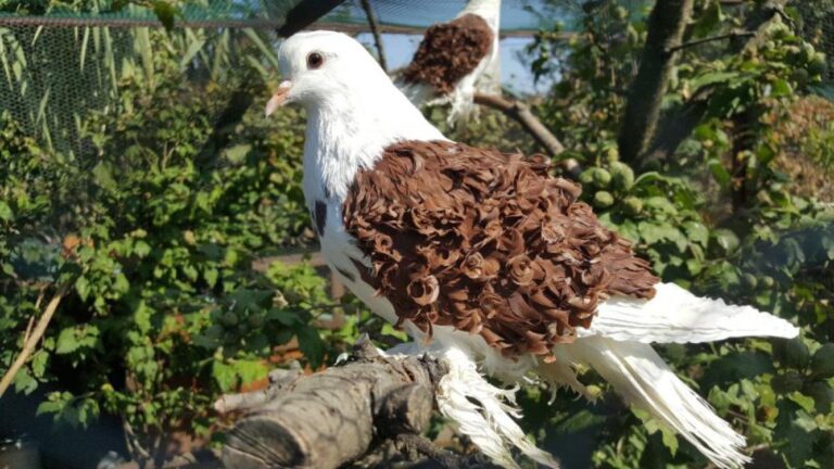 Pigeon Watch: Por qué no puedes llevar una paloma al cine