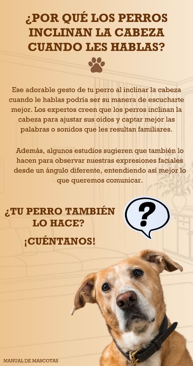 Por que inclinan los perros la cabeza Razones curiosas