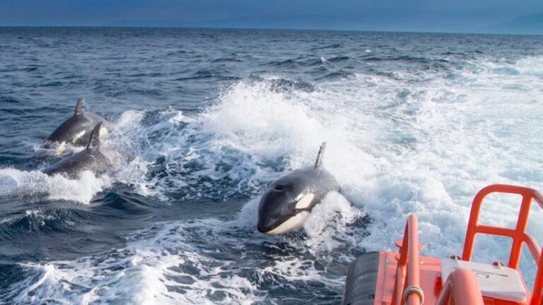 Por qué las orcas en España están molestando embarcaciones