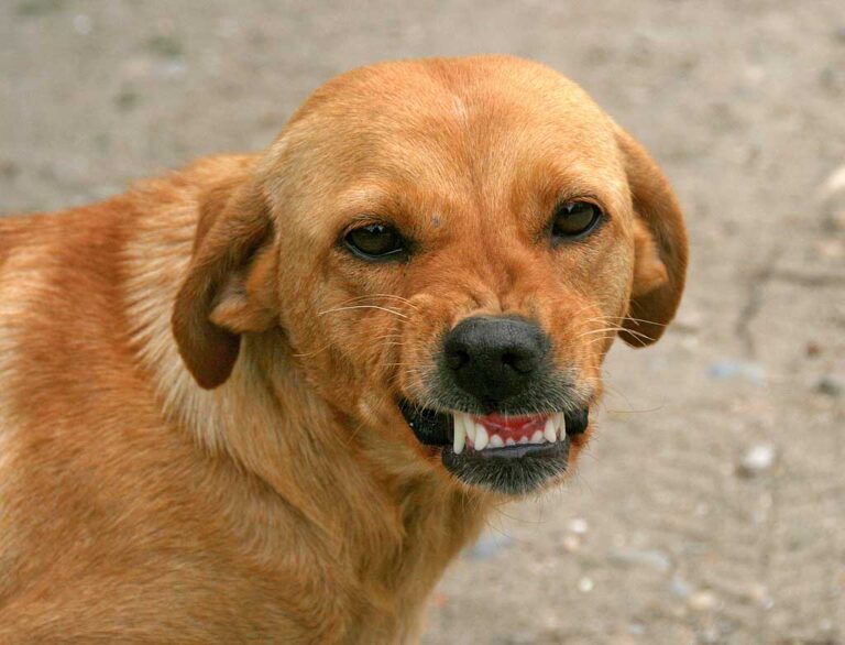 Por qué se vuelve agresivo un perro tras la castración