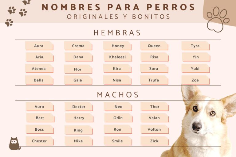 ¿Por qué son importantes los nombres de mascotas para parejas?